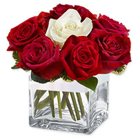 11 Red + 1 White roses in Cube Vase