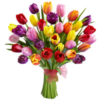 35 Colorful Tulips