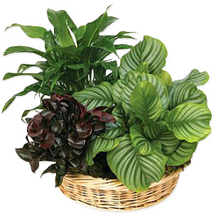 Green Glory