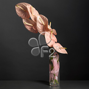 Anthurium