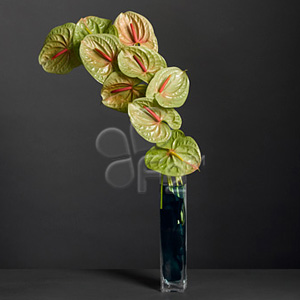 Anthurium