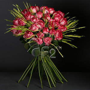 Roseate Glow, Pink