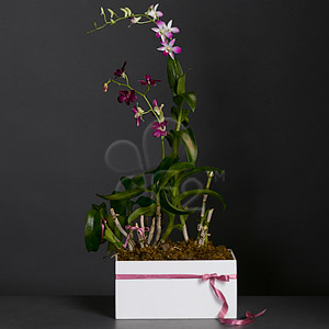 Dendrobrium Orchid Planter, Purple