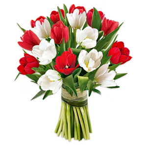 Gracious Tulips