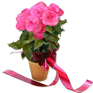 Kliknij aby powiększyć zdjęcie.