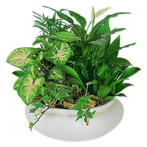 Kliknij aby powiększyć zdjęcie.