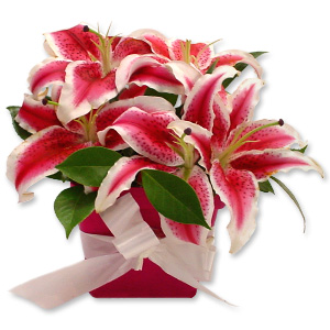 Stargazer Lilies Stargazer Lilies