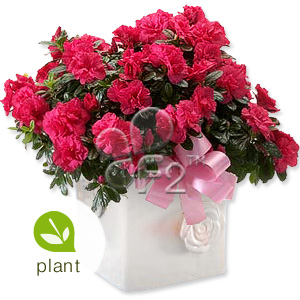 Kliknij aby powiększyć zdjęcie.