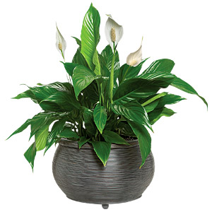 Peace Lily Funeral Plant