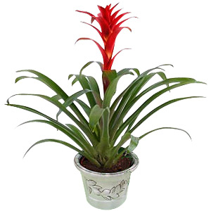 Kliknij aby powiększyć zdjęcie.